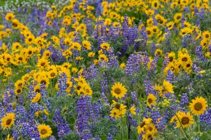 Picture of A COLORFUL ASSORTMENT