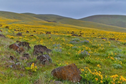 Picture of SUNFLOWER COUNTRY