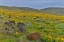 Picture of SUNFLOWER COUNTRY