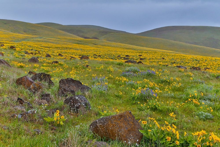 Picture of SUNFLOWER COUNTRY