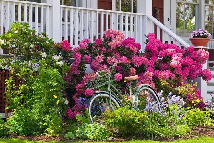 Picture of FRONT GARDEN IN BLOOM