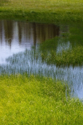 Picture of LUSH GRASSLAND