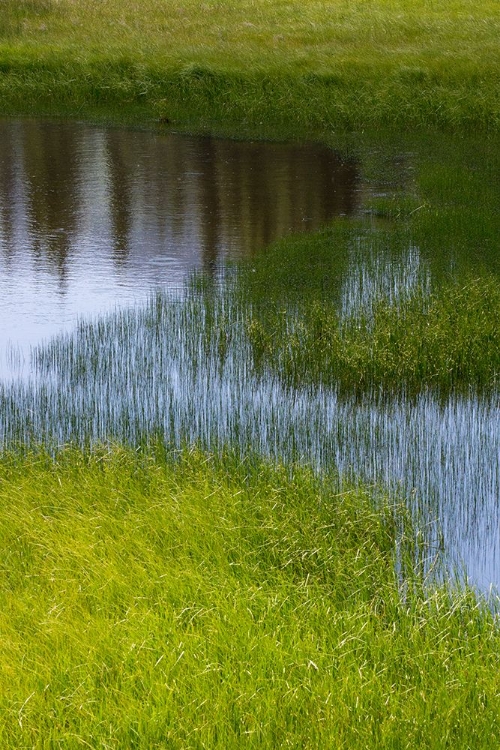 Picture of LUSH GRASSLAND