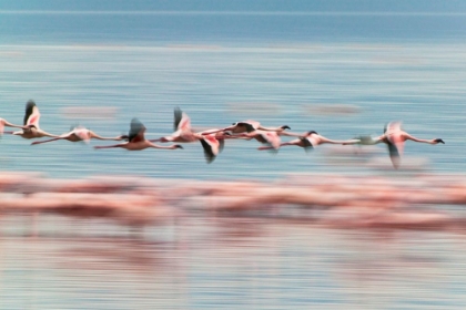 Picture of FLAMINGOS IN FLIGHT