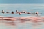 Picture of FLAMINGOS IN FLIGHT