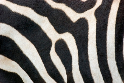 Picture of ZEBRA STRIPES
