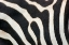 Picture of ZEBRA STRIPES