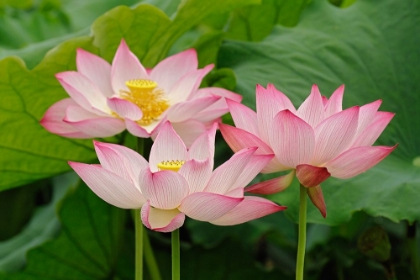 Picture of LOTUS FLOWERS