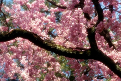 Picture of PINK BLOSSOMS