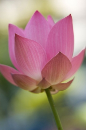 Picture of LOTUS FLOWER CLOSE-UP I