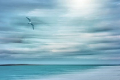 Picture of SEAGULL IN FLIGHT