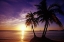 Picture of TROPICAL SUNSET