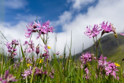 Picture of PURPLE FLOWERS