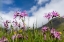 Picture of PURPLE FLOWERS