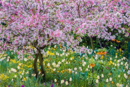 Picture of SPRING COLORS