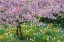Picture of SPRING COLORS