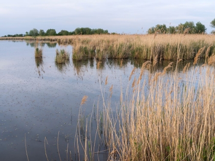 Picture of GRASSY MARSH