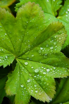 Picture of FRESH DEW