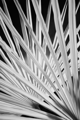 Picture of PALM FRONDS