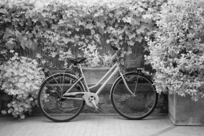 Picture of BLACK AND WHITE BICYCLE