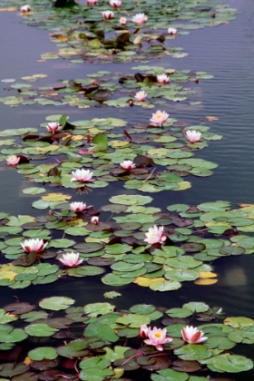 Picture of LILLY PADS AND LOTUS FLOWERS