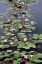 Picture of LILLY PADS AND LOTUS FLOWERS