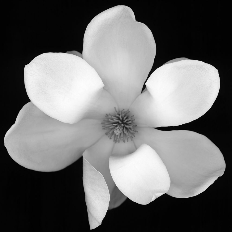Picture of BLACK AND WHITE BLOSSOM