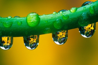 Picture of GREEN DROPLETS
