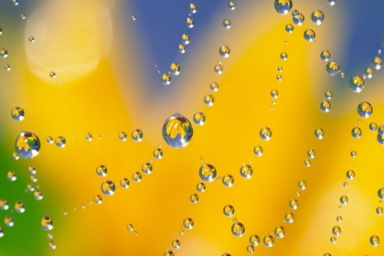 Picture of WEB OF DEW