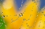 Picture of WEB OF DEW