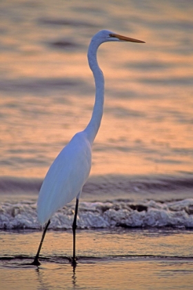 Picture of GREAT EGRET