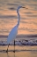 Picture of GREAT EGRET