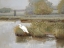 Picture of WHITE HERON