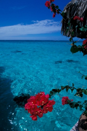 Picture of TROPICAL TIDE