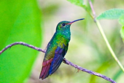 Picture of PERCHED HUMMINGBIRD