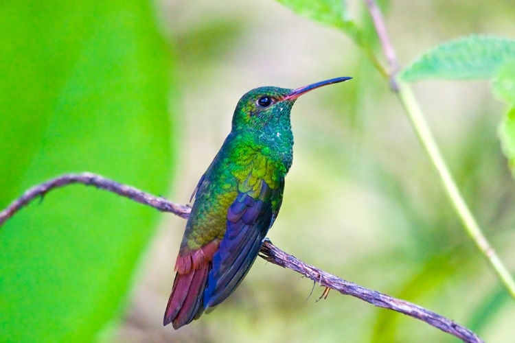 Picture of PERCHED HUMMINGBIRD