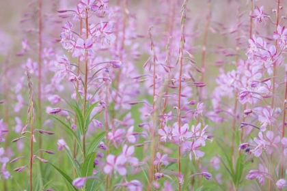 Picture of PINK WILDFLOWERS
