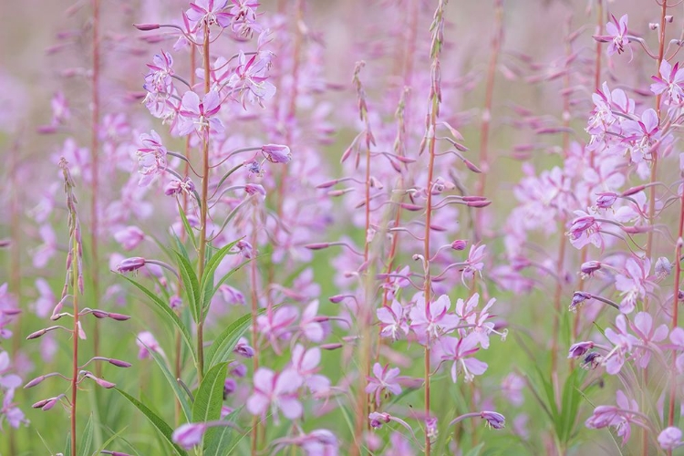 Picture of PINK WILDFLOWERS