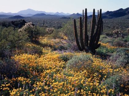 Picture of DESERT COLOR II