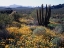Picture of DESERT COLOR II