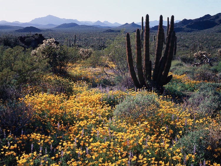 Picture of DESERT COLOR II