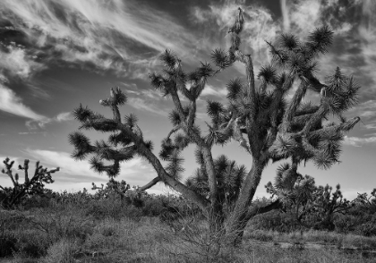 Picture of JOSHUA TREE WOODLAND
