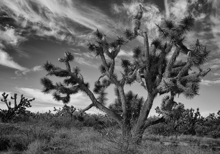 Picture of JOSHUA TREE WOODLAND