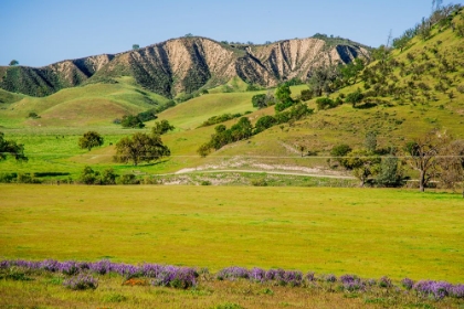 Picture of SPRING IN THE HILLS