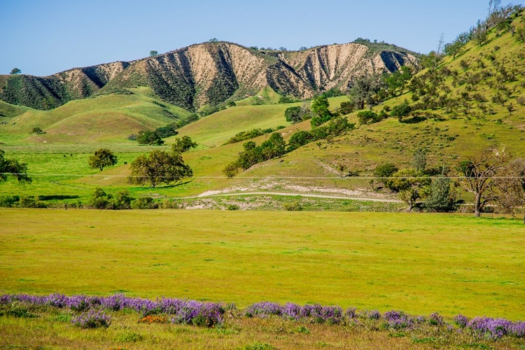 Picture of SPRING IN THE HILLS