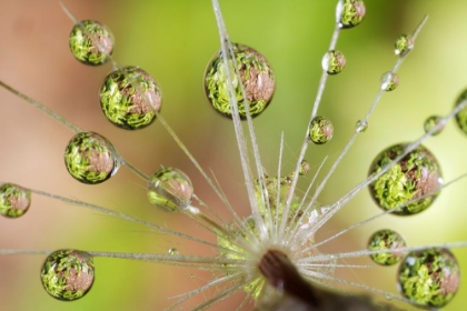 Picture of DEW REFLECTIONS