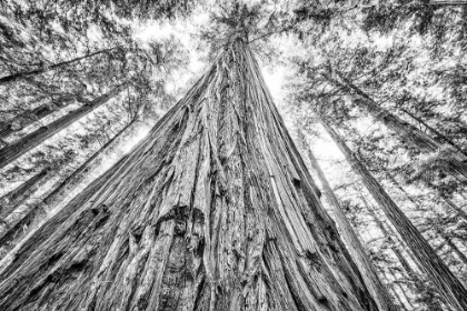 Picture of MAJESTIC REDWOOD