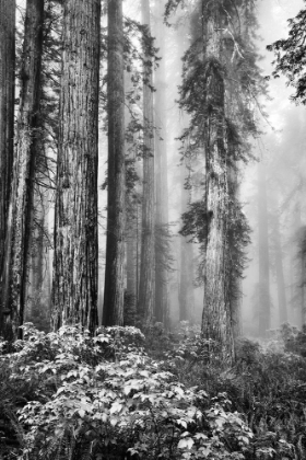 Picture of COASTAL FOREST