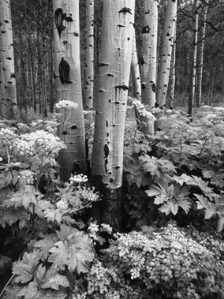 Picture of LUSH WOODLAND