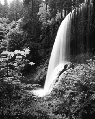 Picture of HIDDEN FALLS
